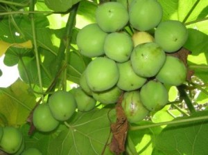 Jatropha